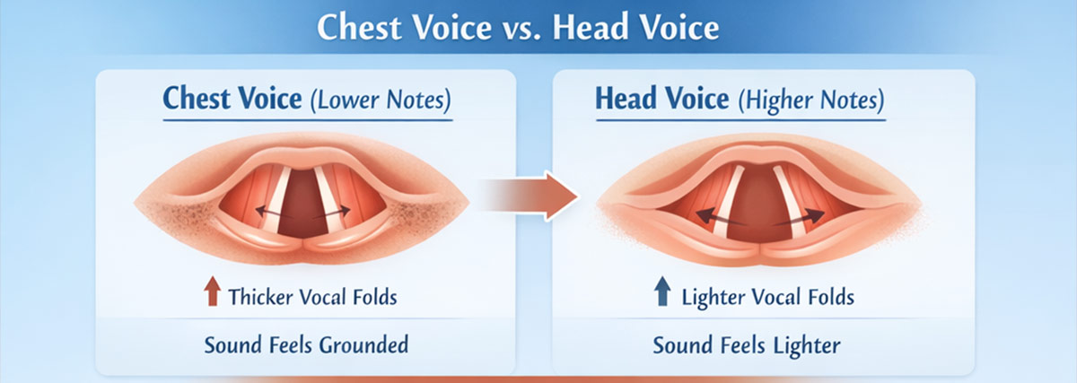 Chest and head voice diagram