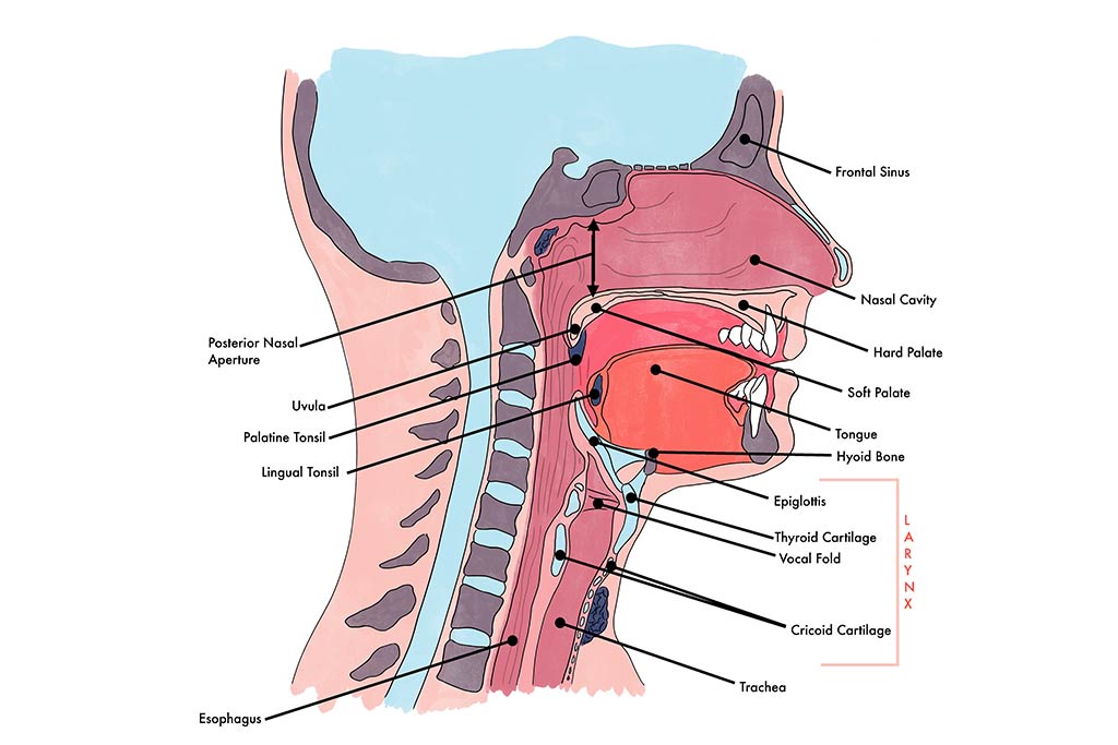 Head and vocal anatomy